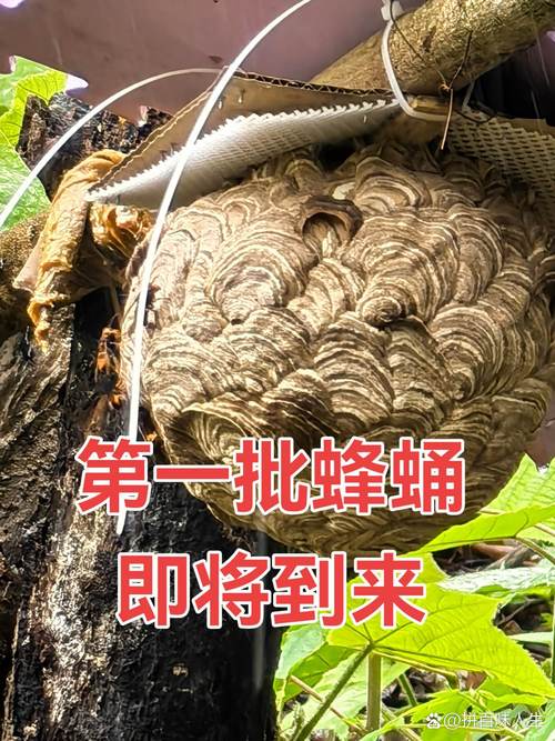 马蜂越冬养殖技术要点有哪些?-图2 马蜂越冬养殖技术要点有哪些?-图2