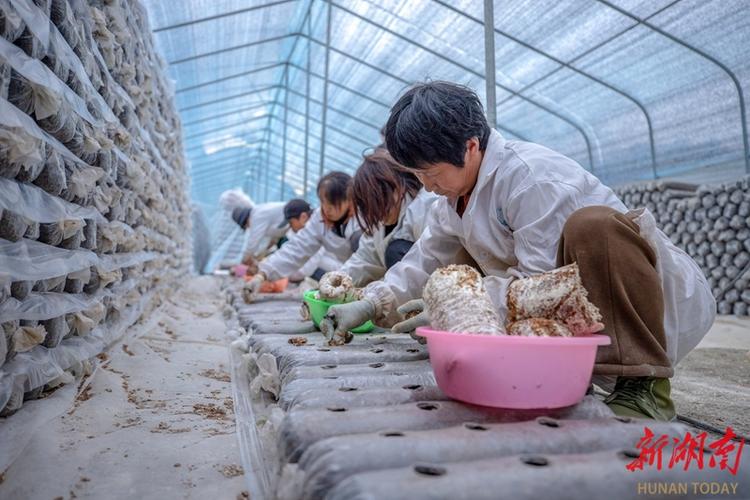 香菇种植技术视频，如何高效掌握？-图2