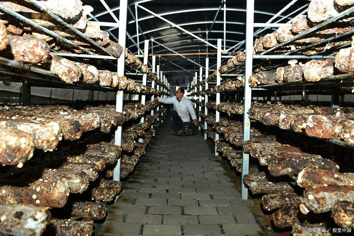 香菇种植技术视频，如何高效掌握？-图3