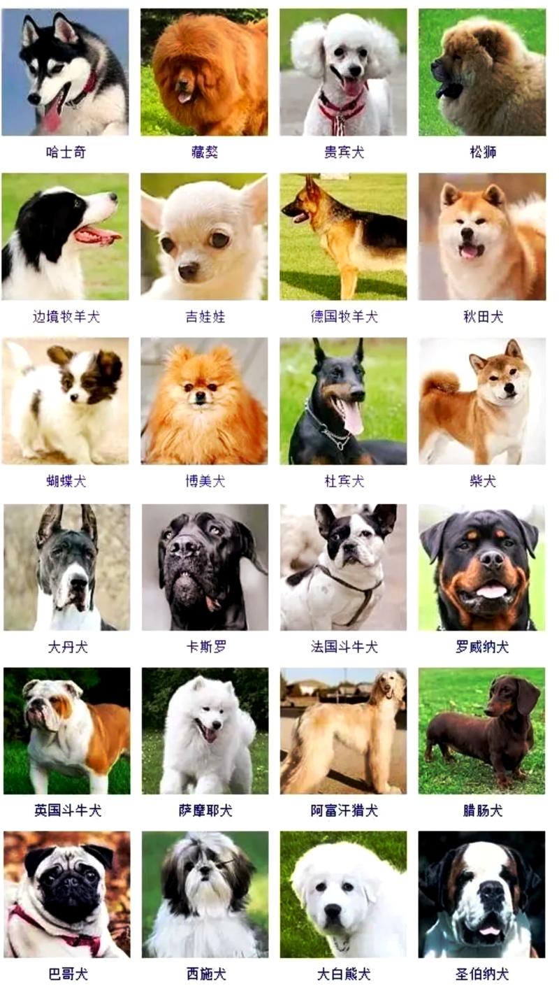 适合做肉狗的狗品种-图1