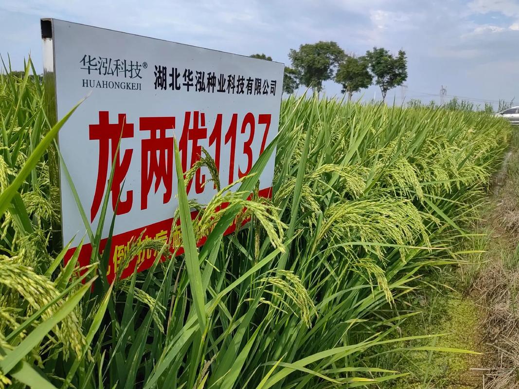 中龙粳二号水稻品种有何特性优势？-图1