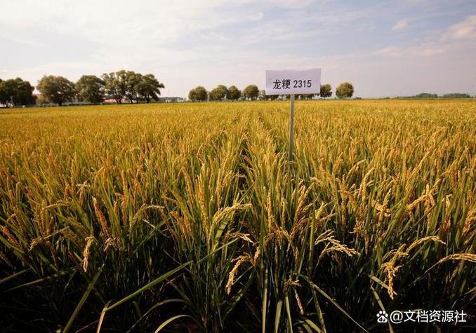 中龙粳二号水稻品种有何特性优势？-图2