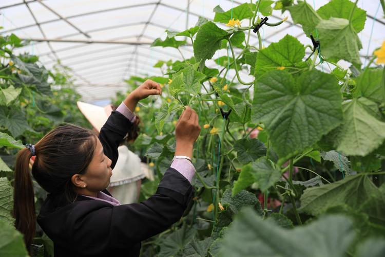 青瓜种植管理技术要点有哪些?-图1 青瓜种植管理技术要点有哪些?-图1