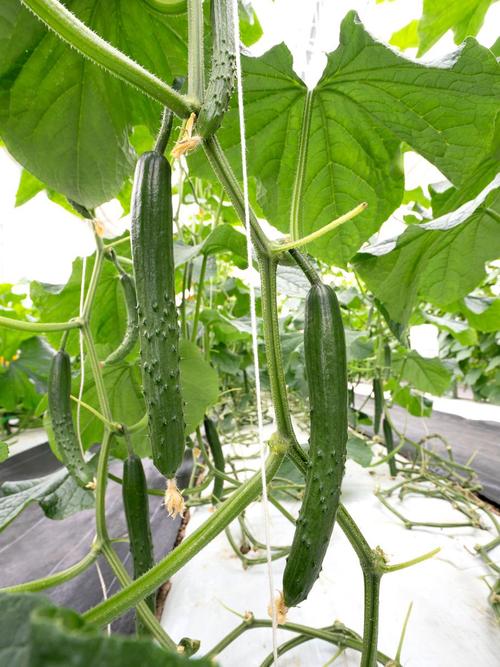 青瓜种植管理技术要点有哪些?-图2 青瓜种植管理技术要点有哪些?-图2