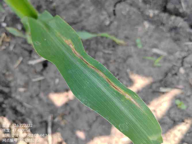 哪些玉米品种抗大斑病？-图1