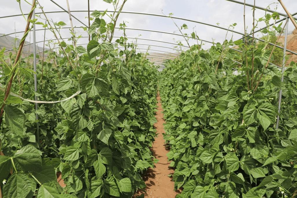 豆角大棚种植技术视频-图1