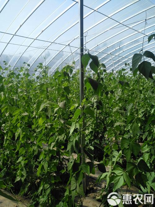 豆角大棚种植技术视频-图2