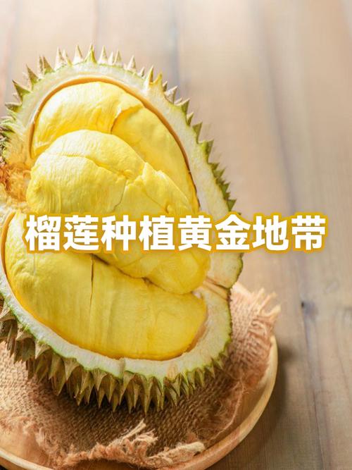 如何种好榴莲？视频技术要点有哪些？-图3