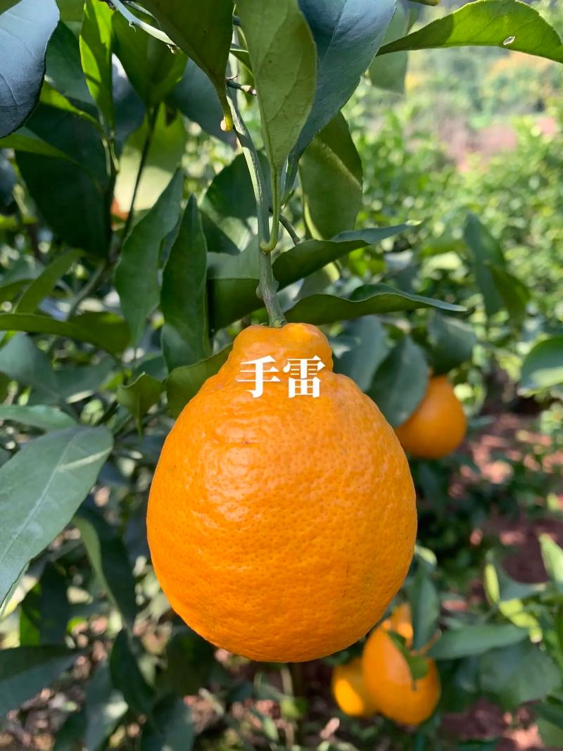 大丫真是柑橘新品种吗？-图1