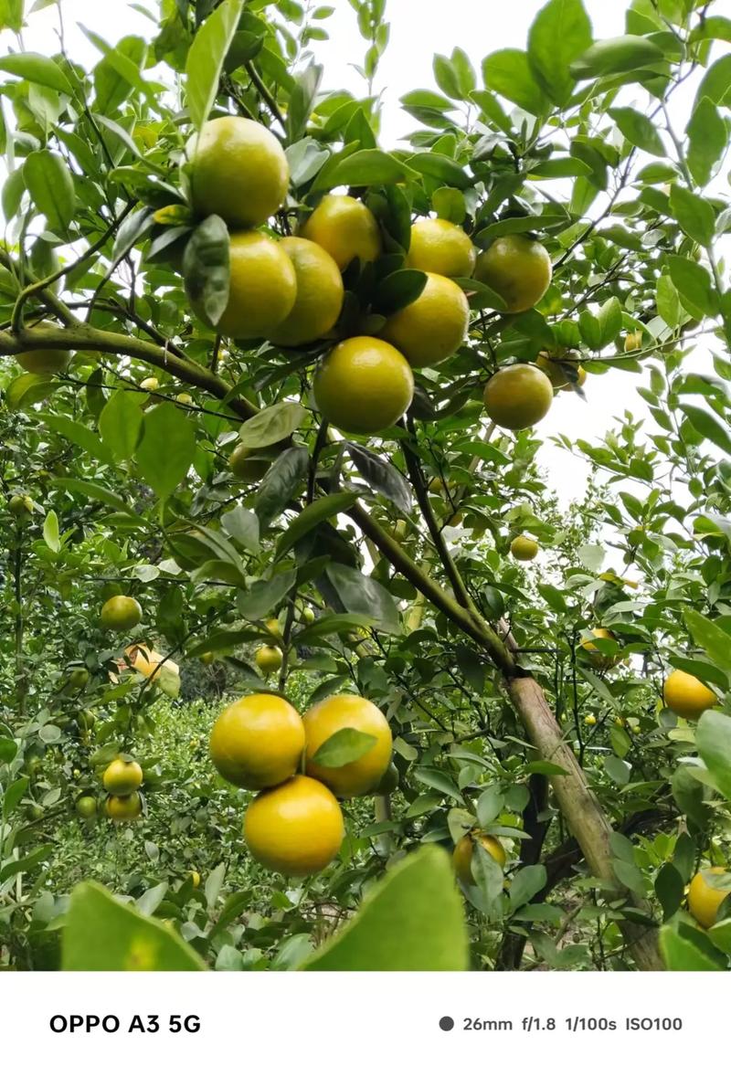 大丫真是柑橘新品种吗？-图2