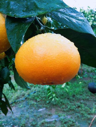 大丫真是柑橘新品种吗？-图3