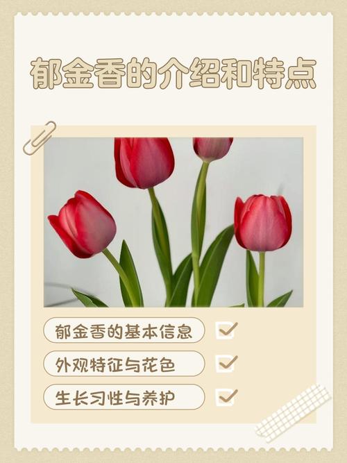 郁金香品种有多少个-图1 郁金香品种有多少个-图1