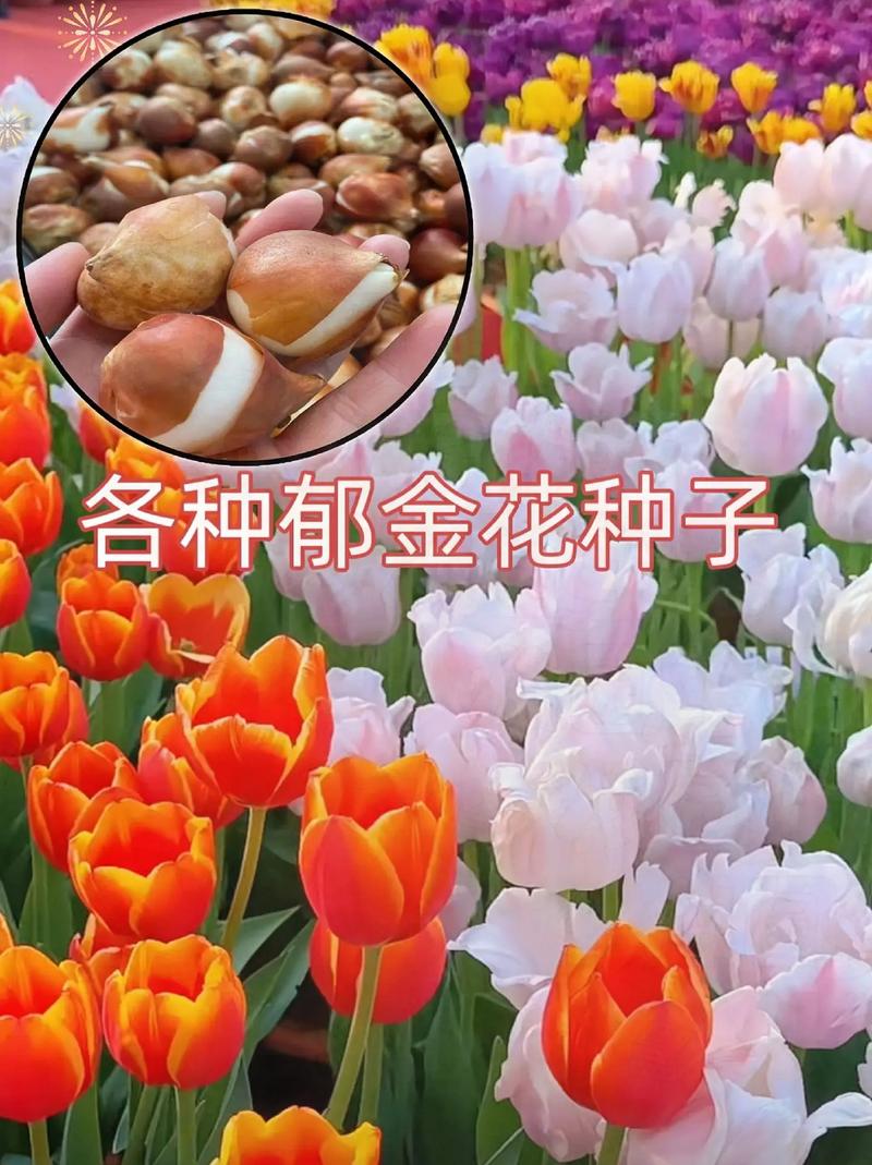 郁金香品种有多少个-图2 郁金香品种有多少个-图2