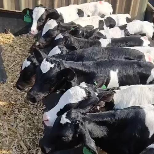 黑白花牛品种有何特点?-图1 黑白花牛品种有何特点?-图1