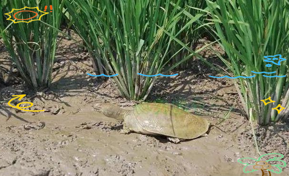 稻田养殖甲鱼技术视频-图2 稻田养殖甲鱼技术视频-图2