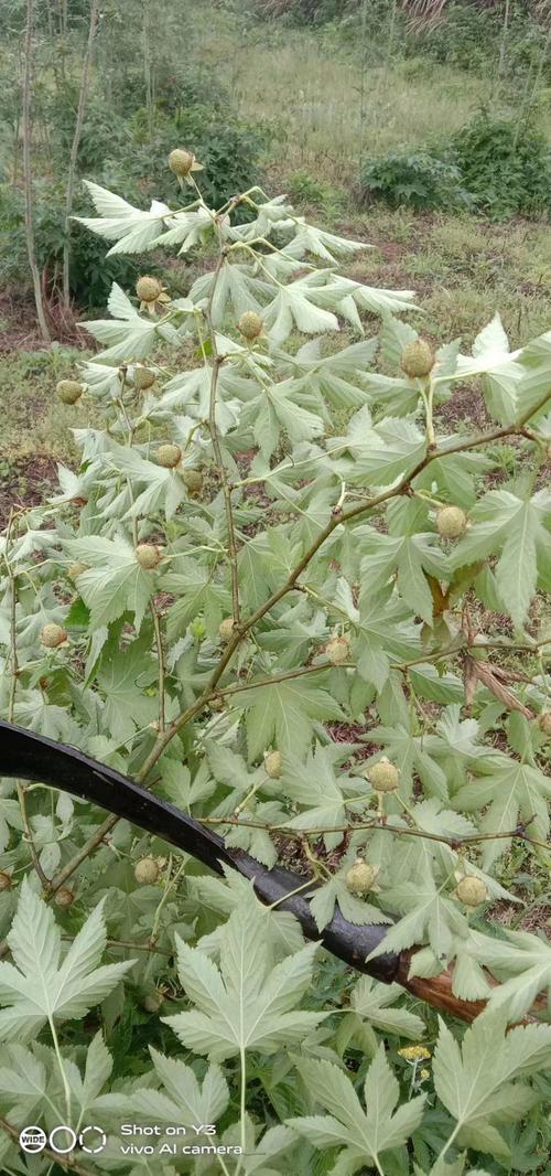 覆盆子五年后行情价格会如何变化?-图2 覆盆子五年后行情价格会如何变化?-图2