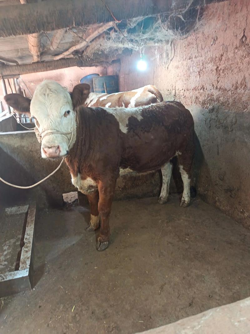 四川西门塔尔品种牛-图2 四川西门塔尔品种牛-图2