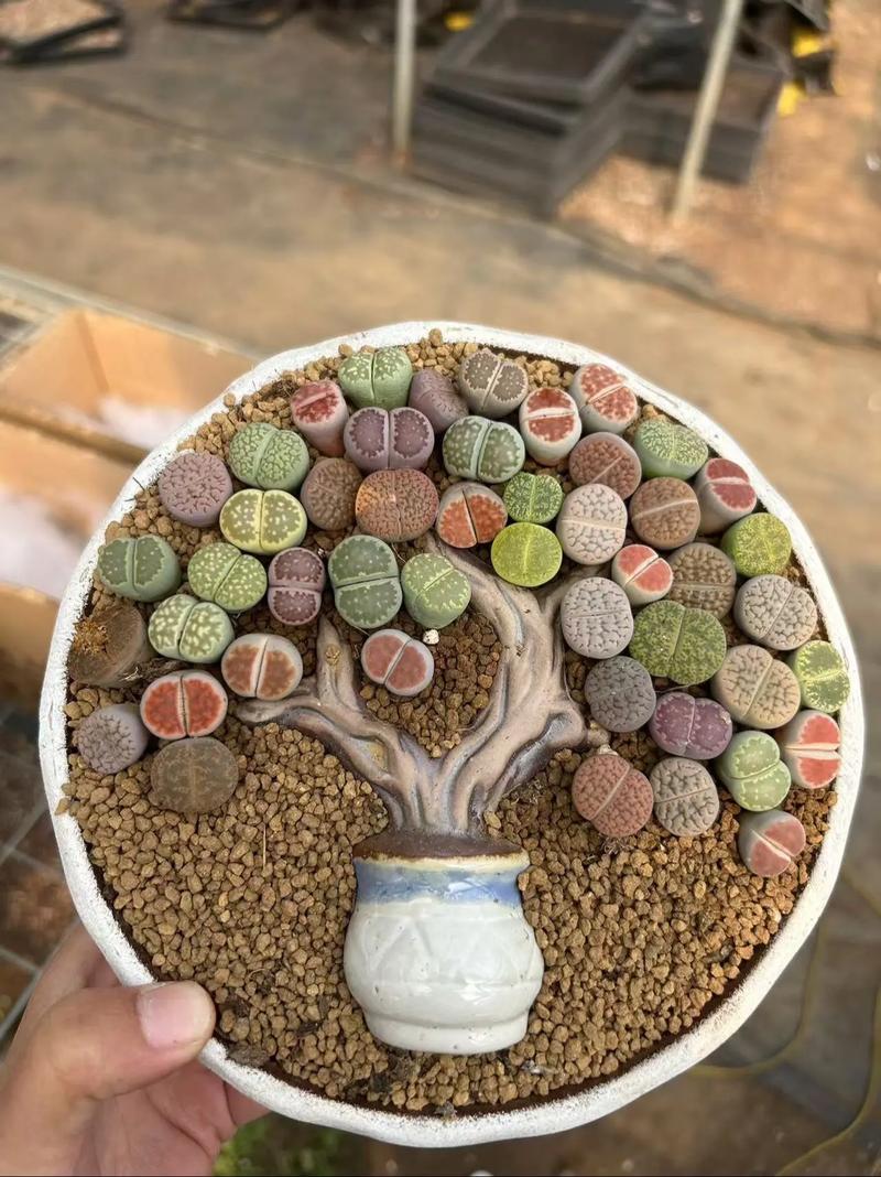 哪些生石花品种最值得入手？-图1