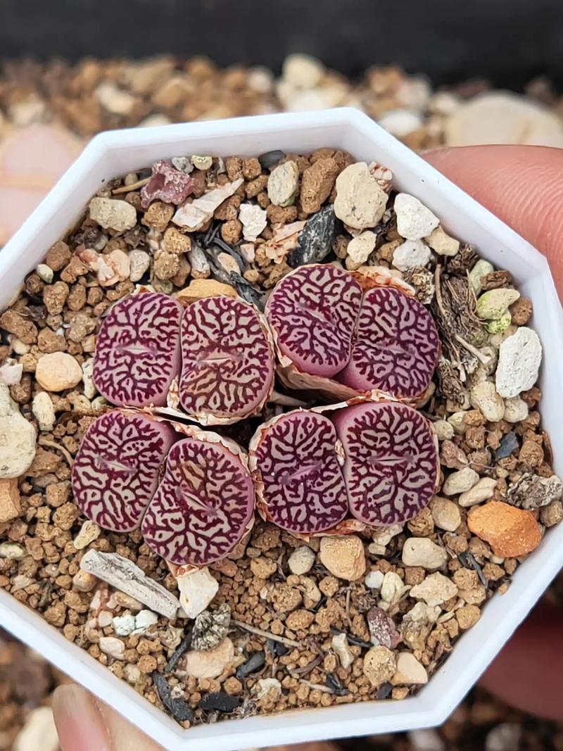 哪些生石花品种最值得入手？-图2