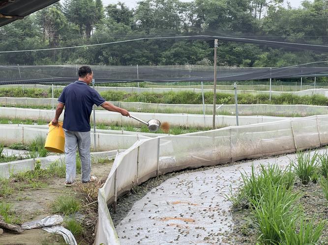 人工养殖青蛙技术视频,如何快速掌握核心技巧?-图1 人工养殖青蛙技术视频,如何快速掌握核心技巧?-图1