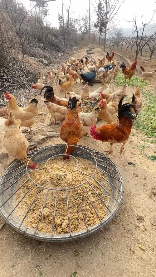生态土鸡养殖技术视频，如何科学养殖？-图1