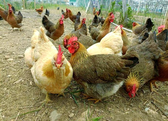 生态土鸡养殖技术视频，如何科学养殖？-图2