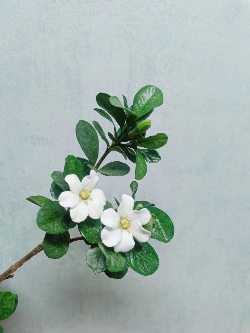 桅子圆叶是什么品种？-图1