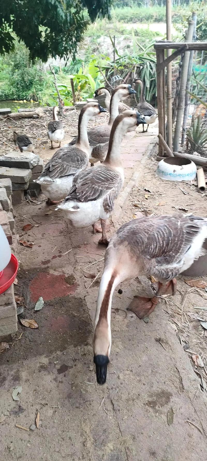 哪些鹅品种最适合养殖？-图1