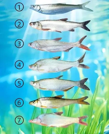 翘嘴红鲌究竟分几个品种？-图1