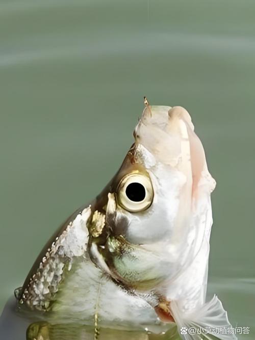 翘嘴红鲌究竟分几个品种？-图2