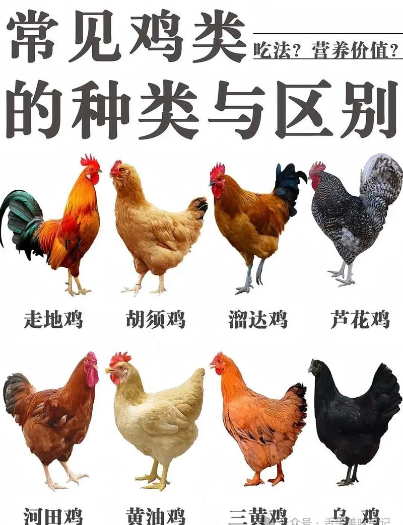 一般都是养鸡啥品种-图1