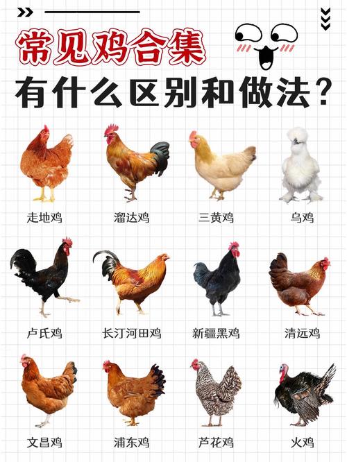 一般都是养鸡啥品种-图2