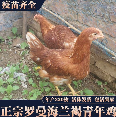 蛋鸡品种产蛋量差异有多大?-图2 蛋鸡品种产蛋量差异有多大?-图2