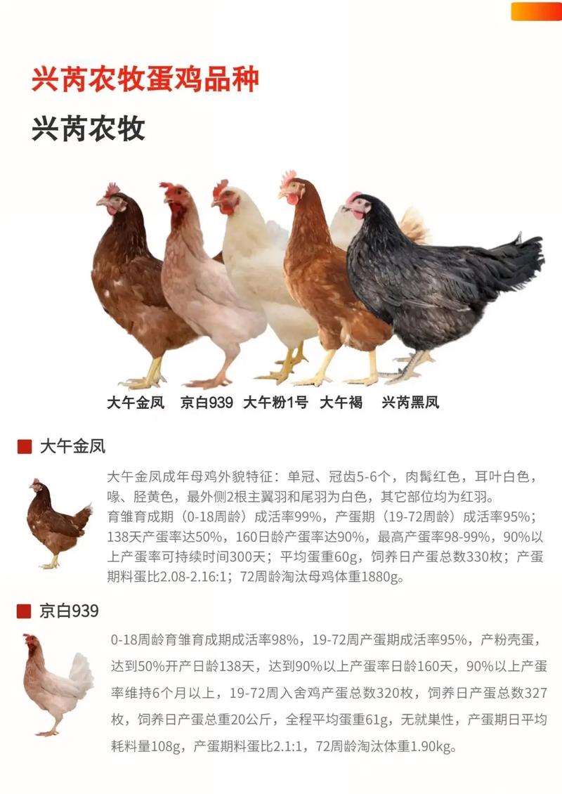 蛋鸡品种产蛋量差异有多大?-图1 蛋鸡品种产蛋量差异有多大?-图1