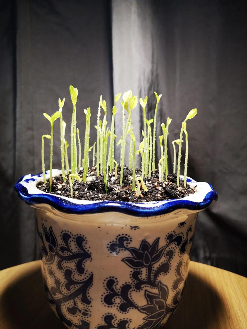 柚子种子怎么种植技术-图1