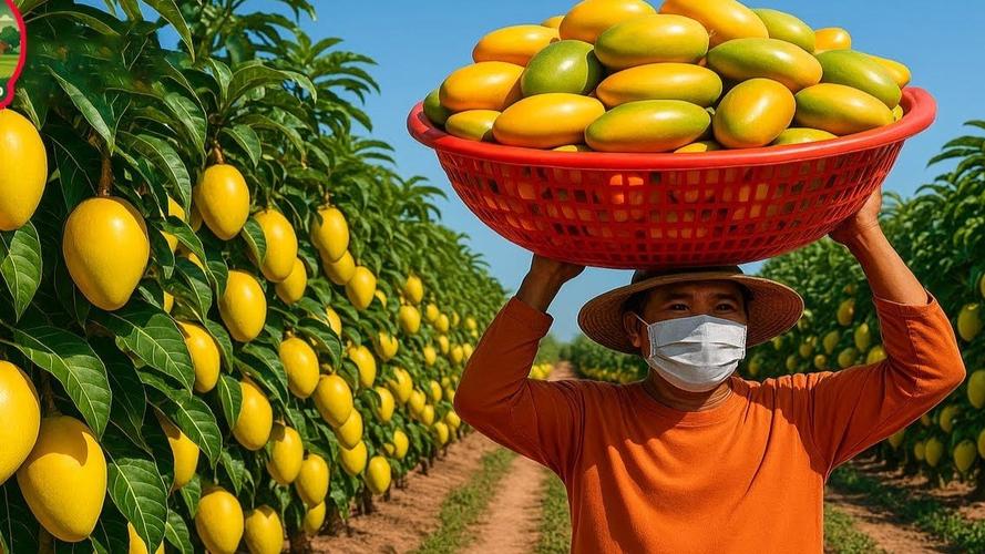 大棚芒果种植技术视频怎么学？-图1