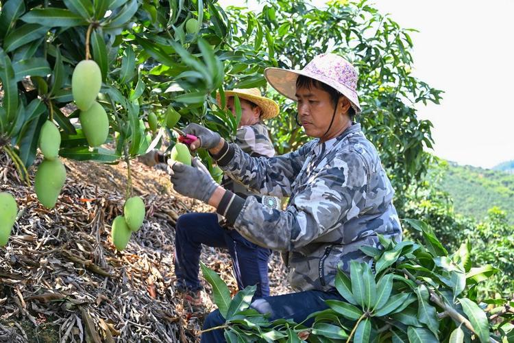 大棚芒果种植技术视频怎么学？-图2