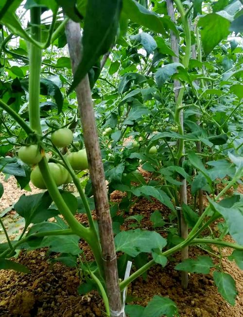 越冬西红柿怎么种才能高产?-图2 越冬西红柿怎么种才能高产?-图2