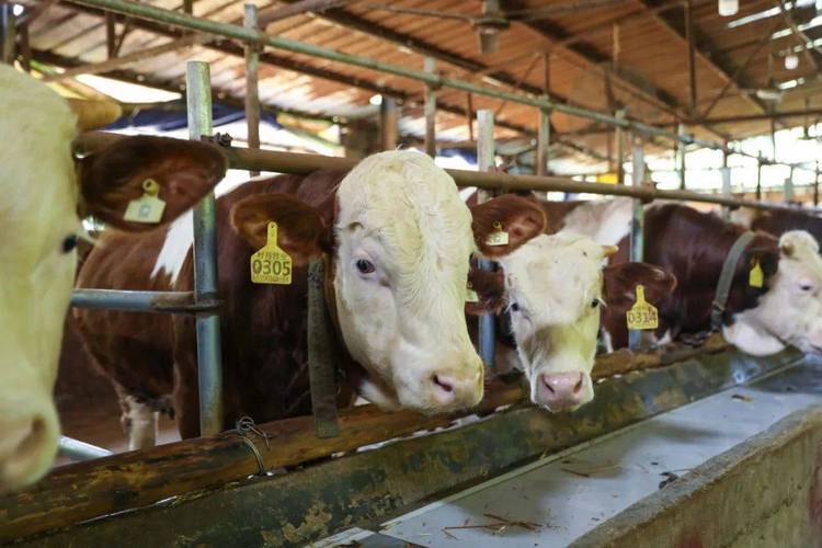 牛羊养殖技术视频如何高效播放学习?-图1 牛羊养殖技术视频如何高效播放学习?-图1