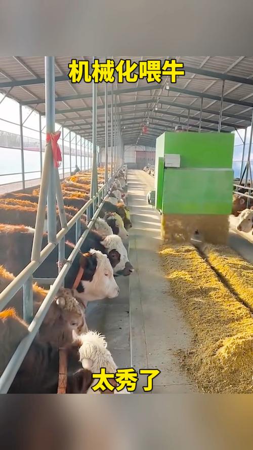 牛羊养殖技术视频如何高效播放学习？-图2