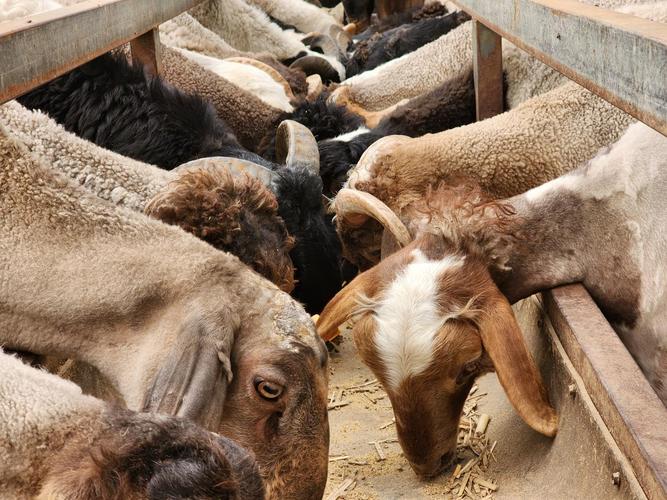 牛羊养殖技术视频如何高效播放学习？-图3