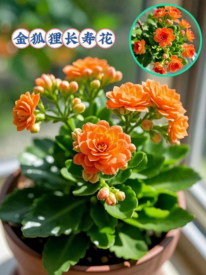 长寿花有勤花品种吗?-图1 长寿花有勤花品种吗?-图1