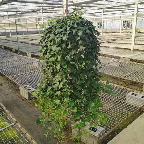 常青藤品种怎么选？-图1