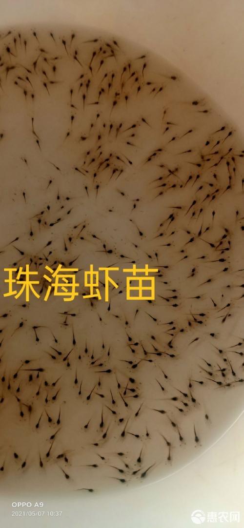 南美自对虾苗新品种有何优势?-图1 南美自对虾苗新品种有何优势?-图1