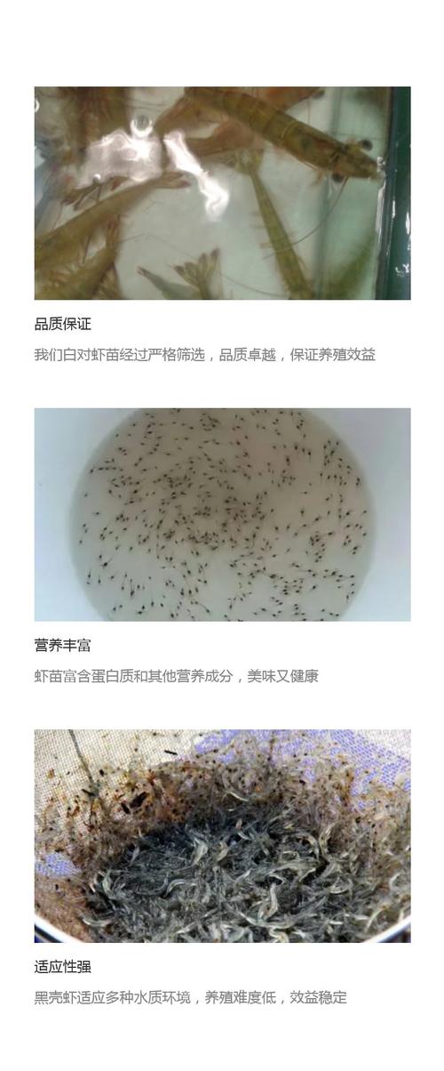 南美自对虾苗新品种有何优势?-图2 南美自对虾苗新品种有何优势?-图2