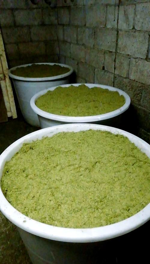 玉米秸秆发酵养猪技术怎么操作？-图1