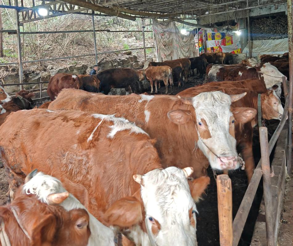 四川养牛什么牛品种-图1 四川养牛什么牛品种-图1