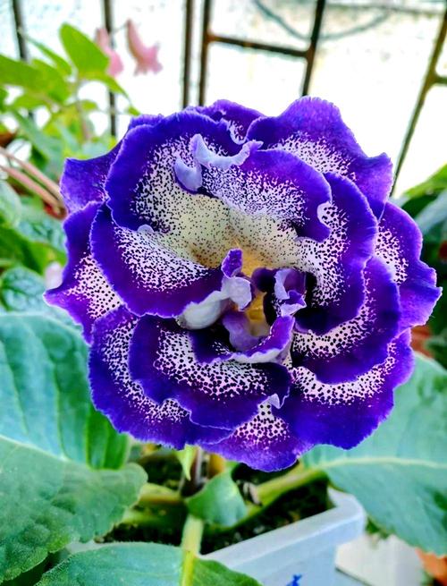 哪些大岩桐品种花期最长？-图2