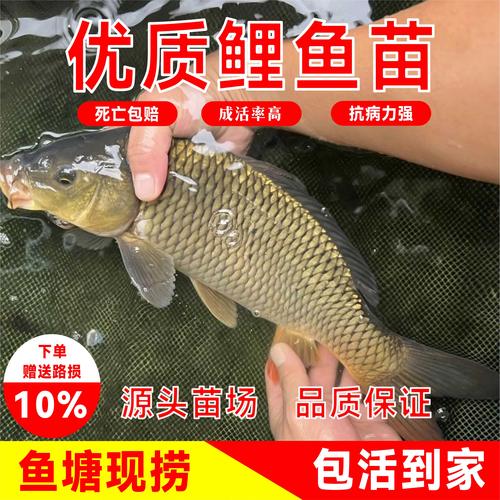 黄河鲤鱼养殖技术怎么选？-图1