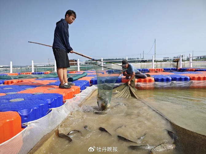 黄河鲤鱼养殖技术怎么选？-图2
